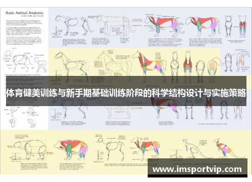 体育健美训练与新手期基础训练阶段的科学结构设计与实施策略